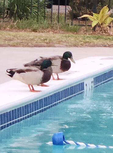 Two ducks resting on the pool deck beside pool toys after a beach day